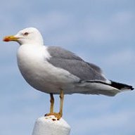 aowka
