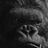 Ki.Kong
